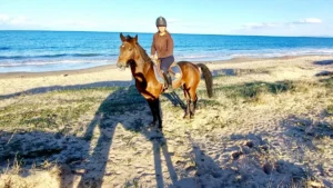 balade cheval plage foret Tunisie