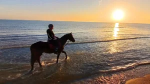 balade cheval plage matin Tunisie