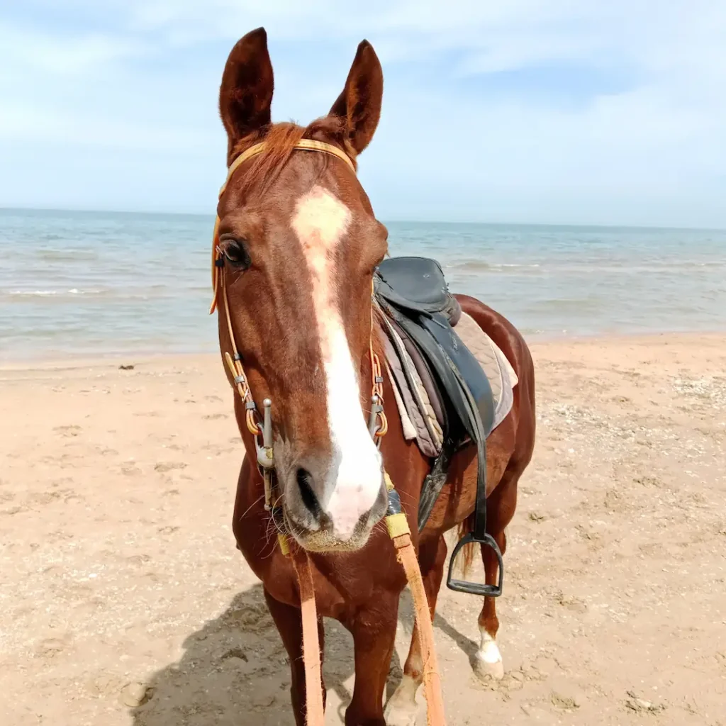 cheval calme Baraka balade debutant Raoued