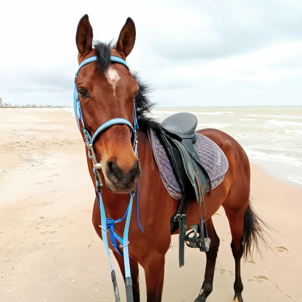 cheval dynamique Nasr galop plage Tunisie