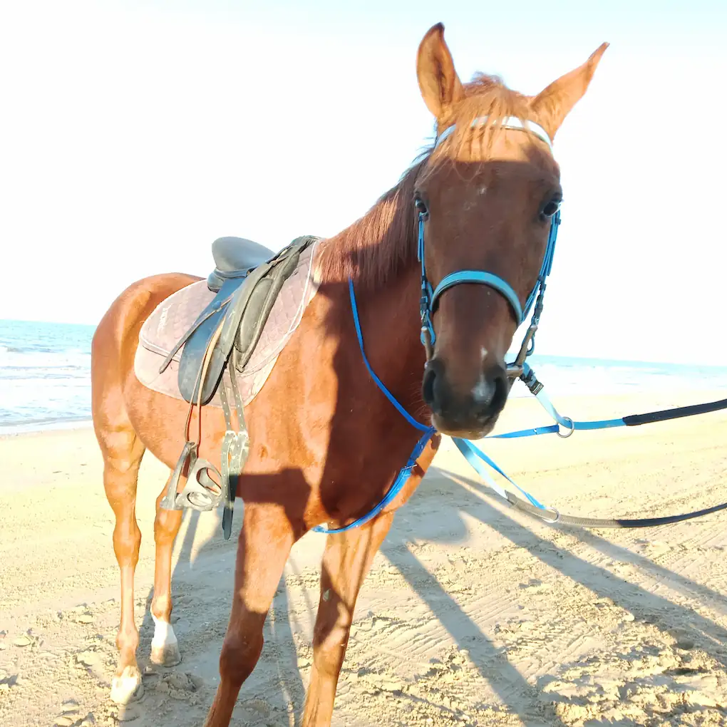 Ifrit - Cheval sportif pour cavaliers confirmés