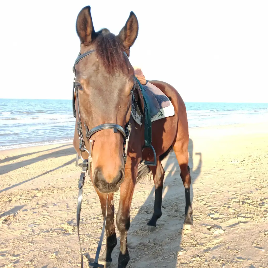 cheval calme Zoro debutant plage Tunisie